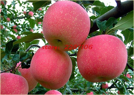 Jabłko Super Słodkie, jabłoń